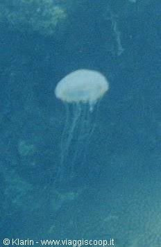 Snorkeling - jelly fish
