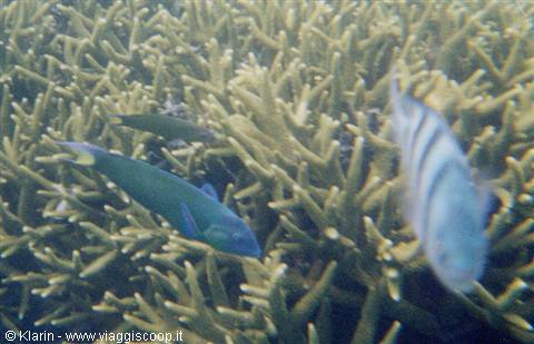 Snorkeling