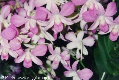 Orchidee al Changi Airport