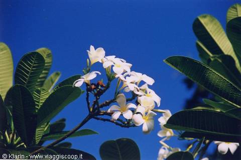 Frangipani