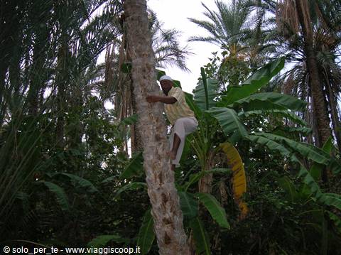 un indigeno tunisino