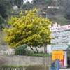 MIMOSA FRANCIA 