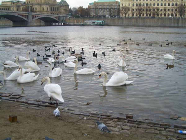 Cigni a Praga