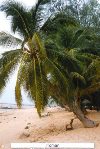 Tioman