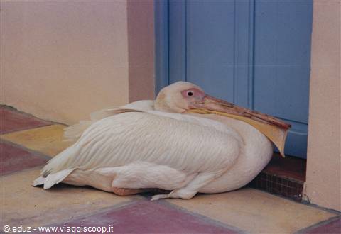 Pellicano al resort di Saint Louis