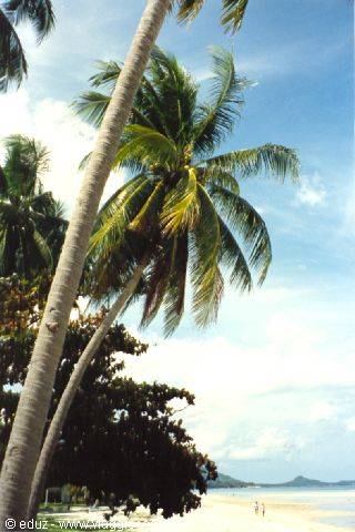 Koh Samui: Senza parole