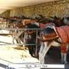 Mijas - Burro Taxi SPAGNA 