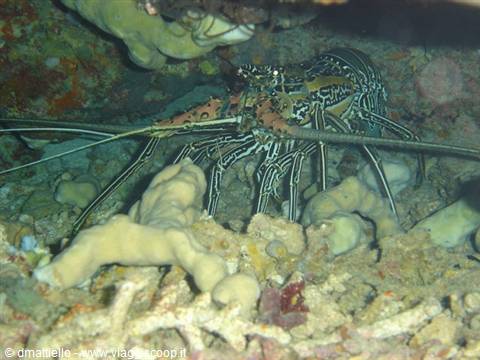 Sipadan - pronta per la cena