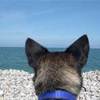 LUCKY IN FRANCIA SULLA SPIAGGIA DI FECAMP ! ! ! (ALTA NORMANDIA) FRANCIA 