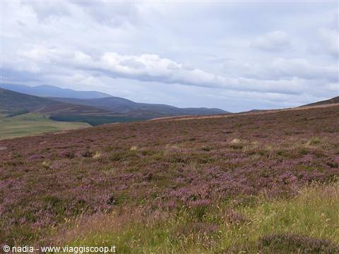 HIGHLANDS - BRUGHIERA DI ERICA