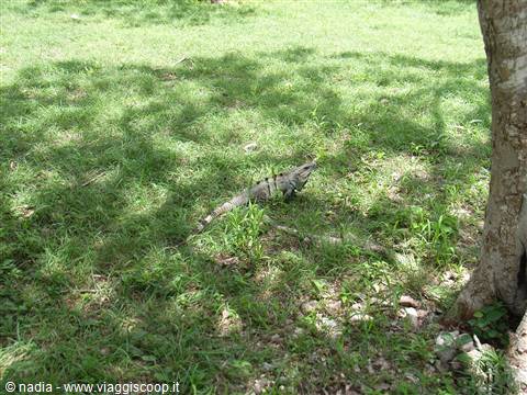 IGUANA