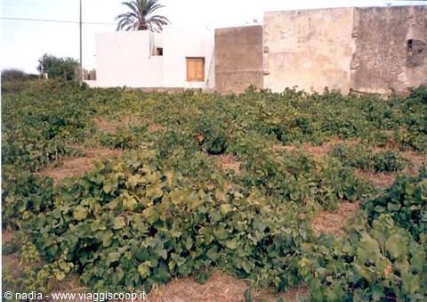 PANTELLERIA - UVA ZIBIBBO