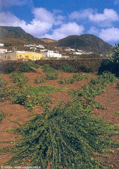 PANTELLERIA - CAPPERI