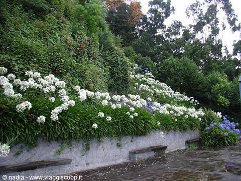 MADEIRA - FIORI