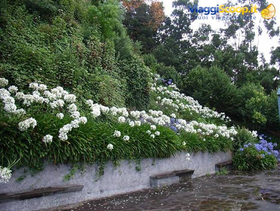 MADEIRA - FIORI