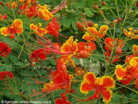 Singapore - Orto Botanico, Orchid Garden