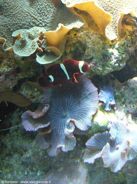 Chicago - Shedd Aquarium