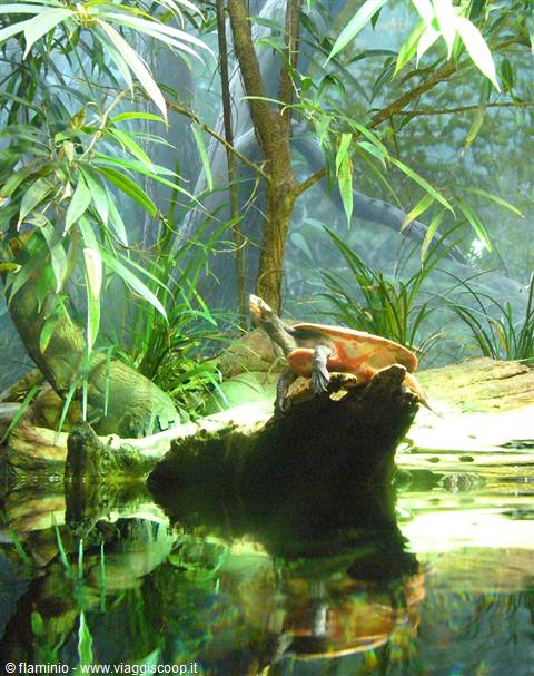Chicago - Shedd Aquarim, turtle