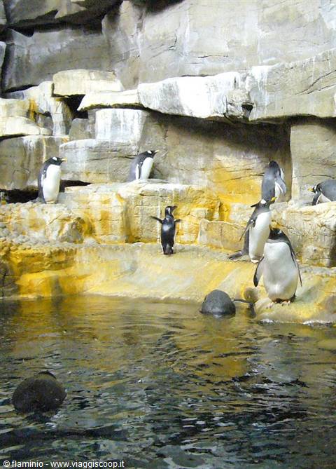 Chicago - Shedd Aquarium