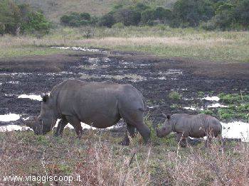 Rino mother e rino baby