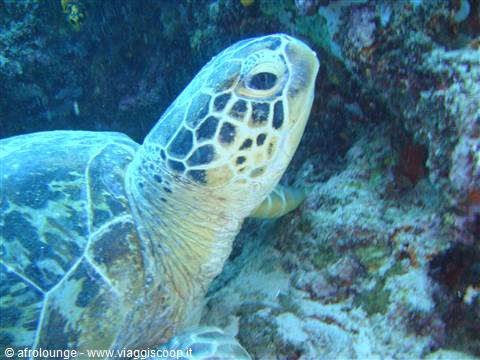 Tartaruga a sipadan