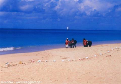 Blu caribe