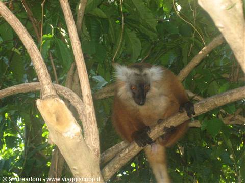 lemuri