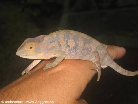 camaleonte