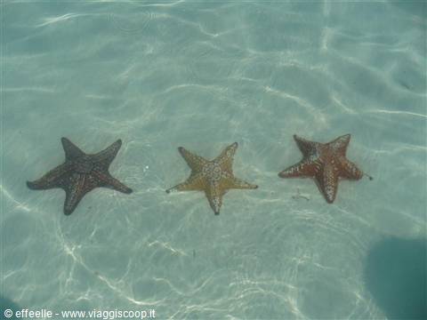 stelle marine