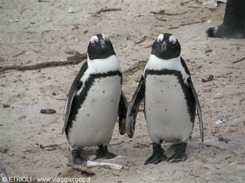 pinguini