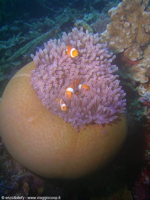 Anemone
