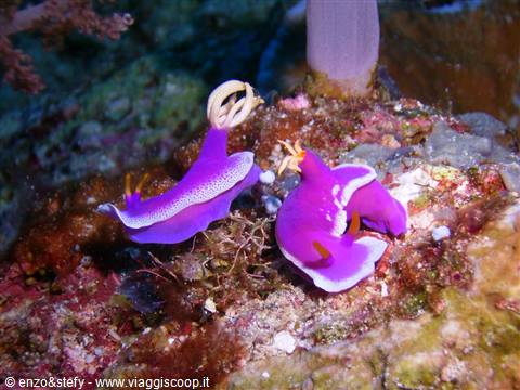 Coppia nudibranco