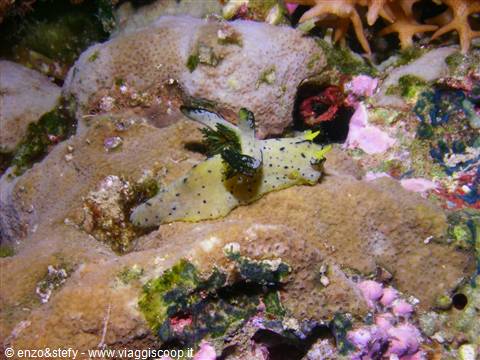 Nudibranco