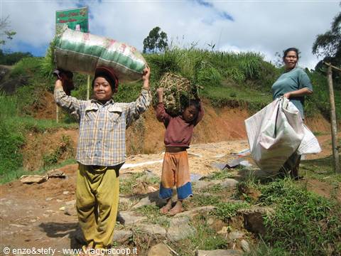 Bimbi Toraja