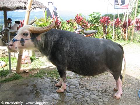 Bufalo Albino