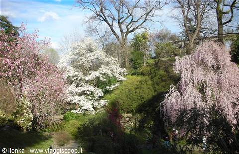 bellissimi alberi fioriti