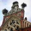 nidi delle cicogne sul tetto della cappella reale ITALIA 
