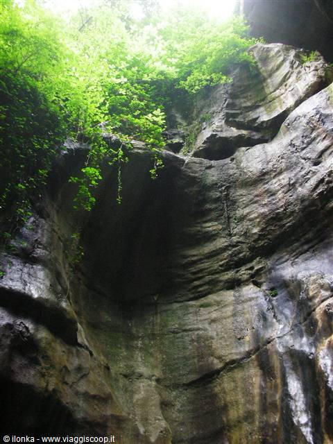 veduta verso l'alto, roccia e vegetazione