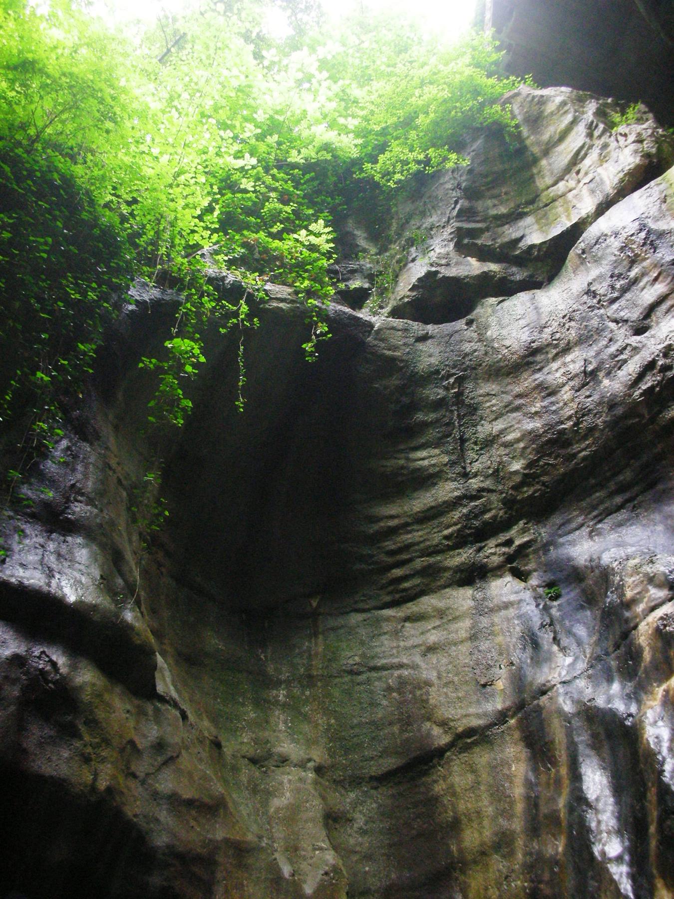 veduta verso l'alto, roccia e vegetazione