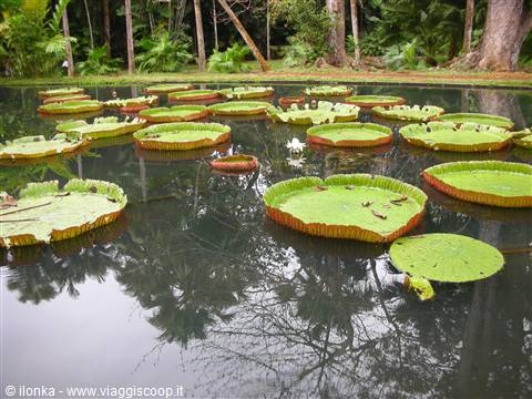 Sir Ramgoolam botanical garden 