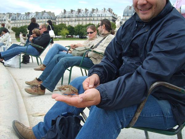 un petit oiseau à Les Tuilleries