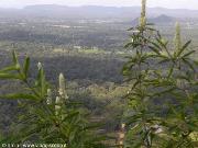 Vista da dall'alto di Sigiriya