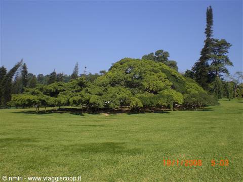 Ficus di 137 anni