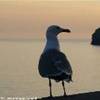 Gustando il tramonto ITALIA 
