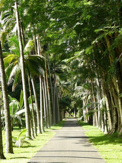 Giardino Botanico di Pamplemousses