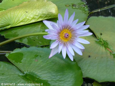 Giardino Botanico di Pamplemousses