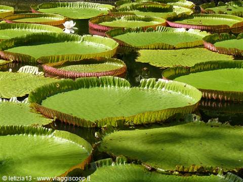 Giardino Botanico di Pamplemousses