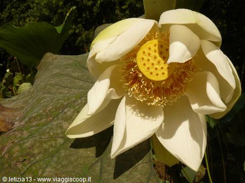 Giardino Botanico di Pamplemousses
