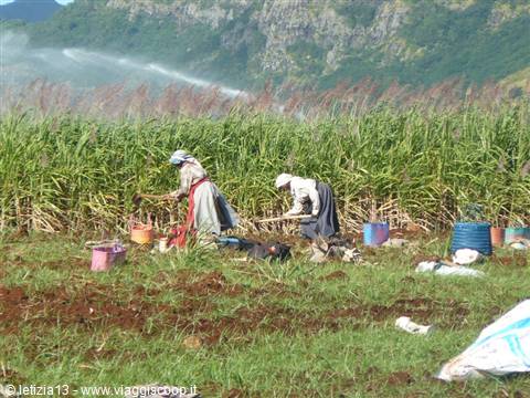 Al lavoro nei campi di canne