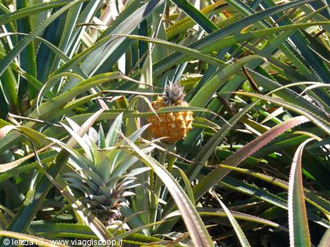 Piantagione di Ananas